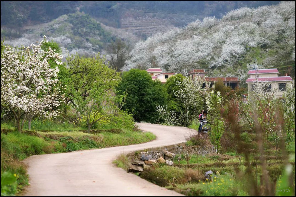 【春天,广西桂林灌阳县向您发出邀请!】我们在灌阳看梨花 - 游山玩水 - 庆阳生活社区 - 庆阳28生活网 qingyang.28life.com