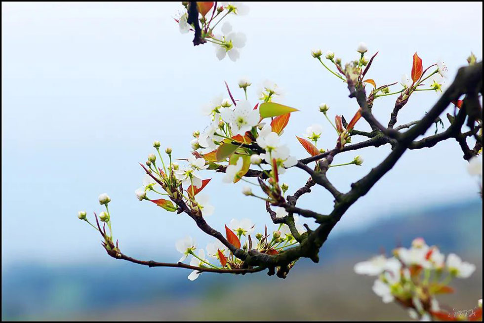 【春天,广西桂林灌阳县向您发出邀请!】我们在灌阳看梨花 - 游山玩水 - 庆阳生活社区 - 庆阳28生活网 qingyang.28life.com