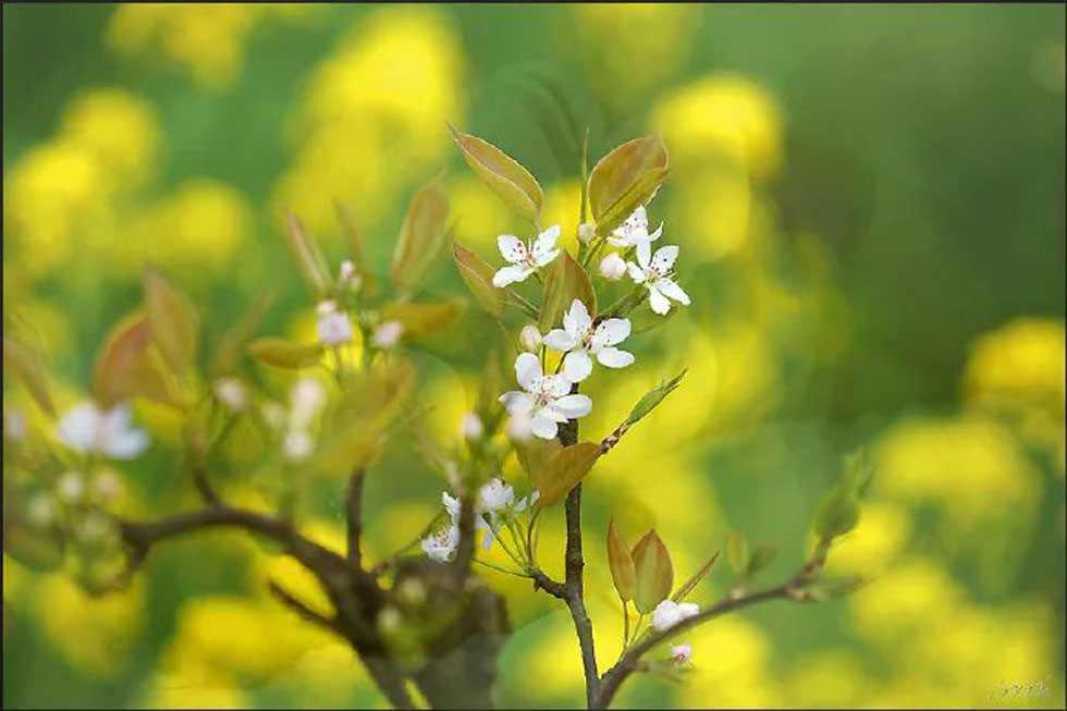 【春天,广西桂林灌阳县向您发出邀请!】我们在灌阳看梨花 - 游山玩水 - 庆阳生活社区 - 庆阳28生活网 qingyang.28life.com