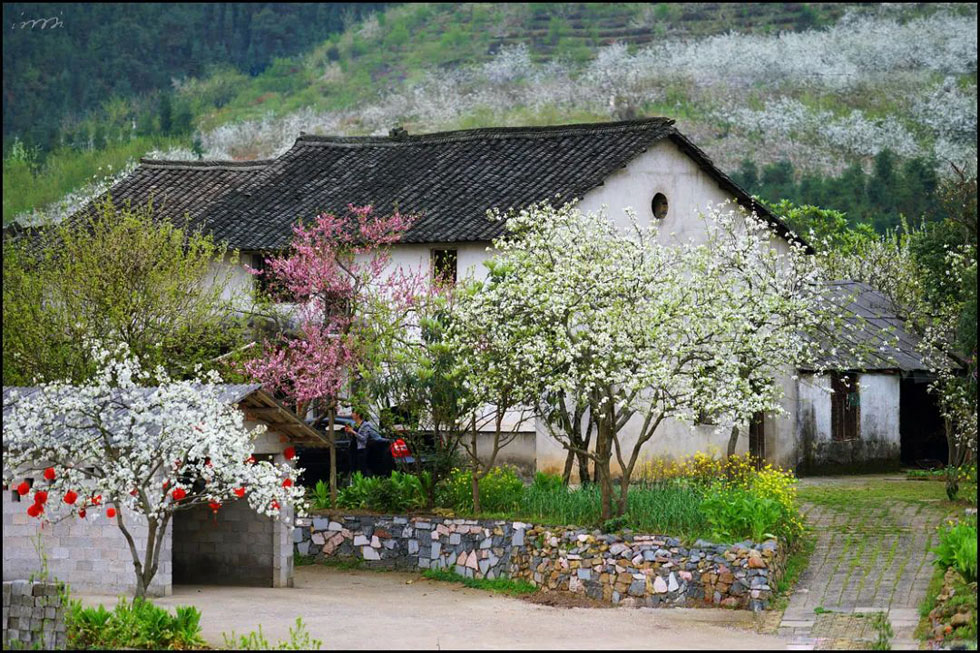 【春天,广西桂林灌阳县向您发出邀请!】我们在灌阳看梨花 - 游山玩水 - 庆阳生活社区 - 庆阳28生活网 qingyang.28life.com