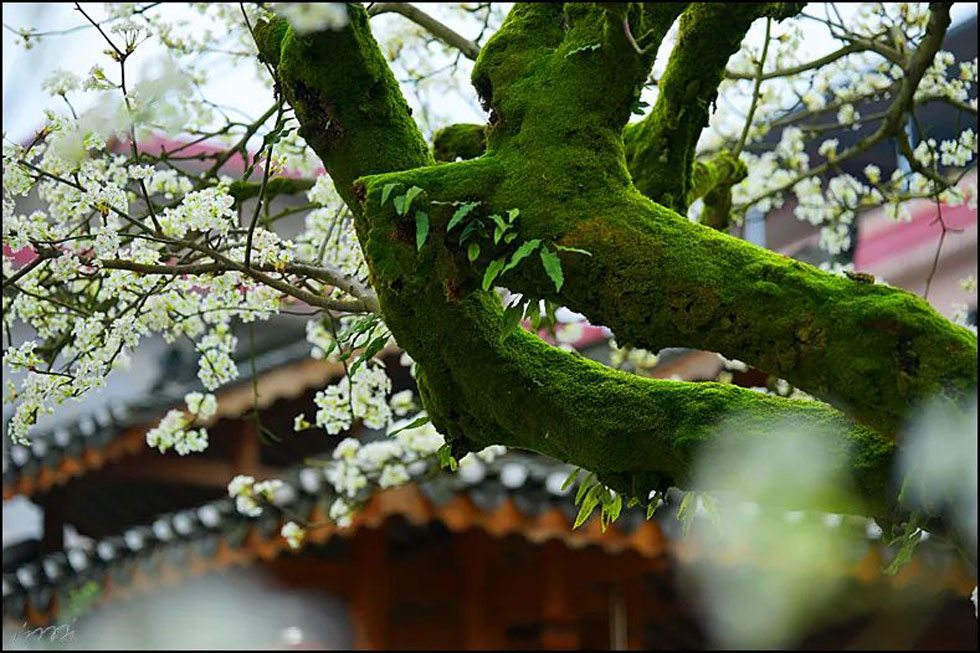 【春天,广西桂林灌阳县向您发出邀请!】我们在灌阳看梨花 - 游山玩水 - 庆阳生活社区 - 庆阳28生活网 qingyang.28life.com