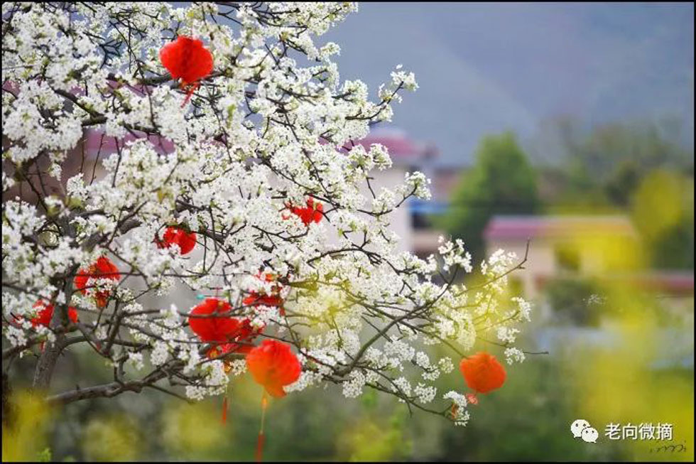 【春天,广西桂林灌阳县向您发出邀请!】我们在灌阳看梨花 - 游山玩水 - 庆阳生活社区 - 庆阳28生活网 qingyang.28life.com