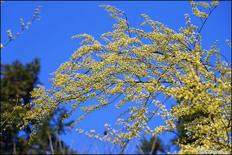 【春天,广西桂林灌阳县向您发出邀请!】米珠山前有片山苍子花在飘香 - 游山玩水 - 庆阳生活社区 - 庆阳28生活网 qingyang.28life.com