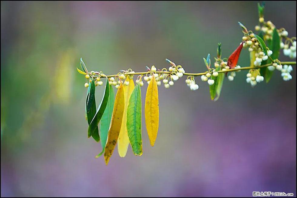 【春天,广西桂林灌阳县向您发出邀请!】米珠山前有片山苍子花在飘香 - 游山玩水 - 庆阳生活社区 - 庆阳28生活网 qingyang.28life.com