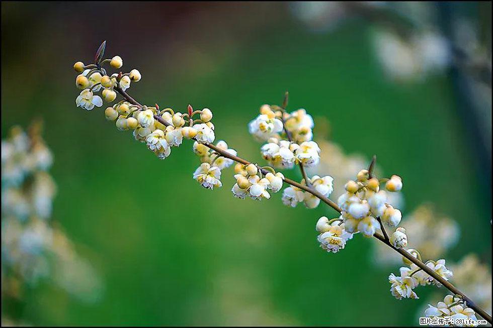 【春天,广西桂林灌阳县向您发出邀请!】米珠山前有片山苍子花在飘香 - 游山玩水 - 庆阳生活社区 - 庆阳28生活网 qingyang.28life.com