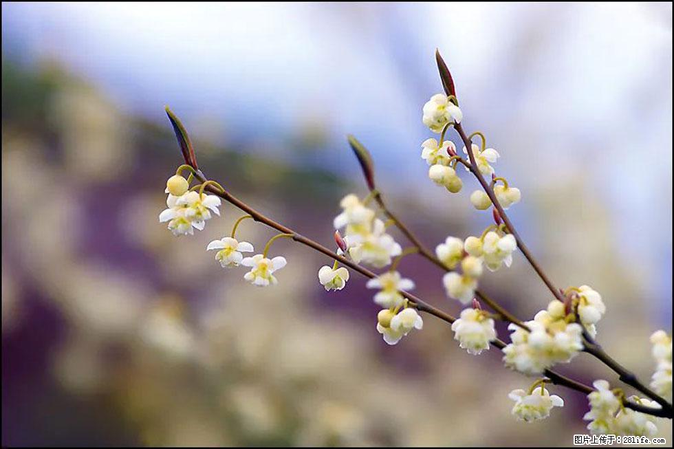 【春天,广西桂林灌阳县向您发出邀请!】米珠山前有片山苍子花在飘香 - 游山玩水 - 庆阳生活社区 - 庆阳28生活网 qingyang.28life.com