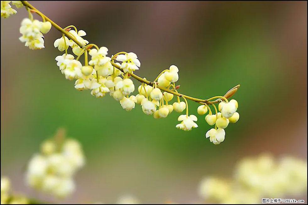 【春天,广西桂林灌阳县向您发出邀请!】米珠山前有片山苍子花在飘香 - 游山玩水 - 庆阳生活社区 - 庆阳28生活网 qingyang.28life.com