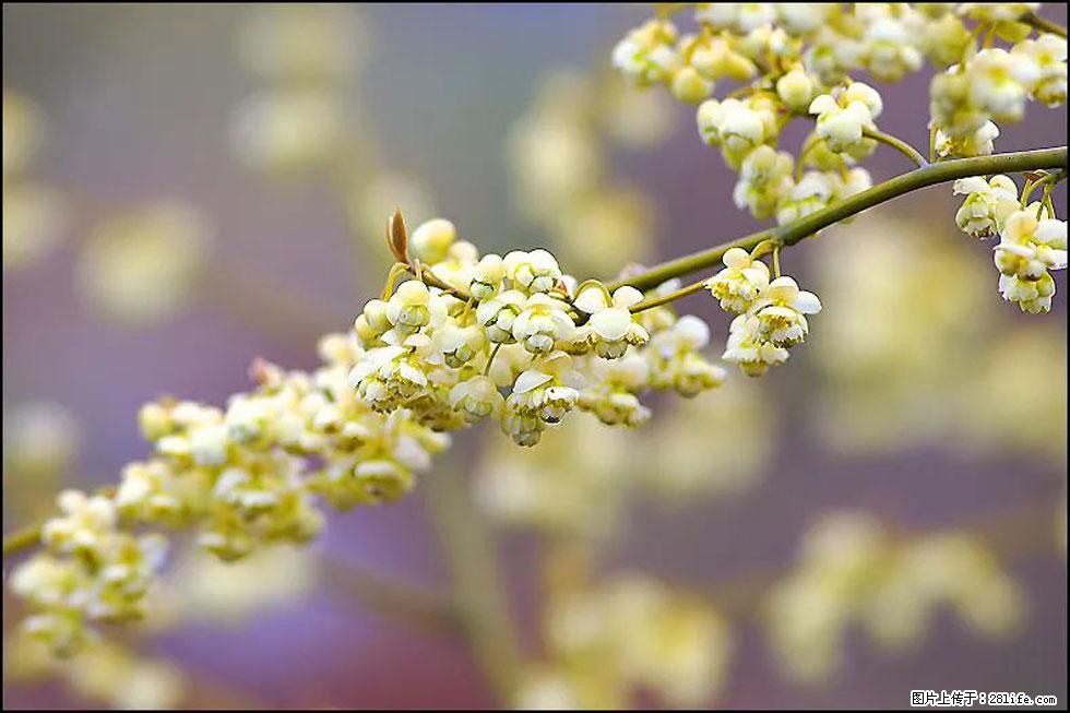 【春天,广西桂林灌阳县向您发出邀请!】米珠山前有片山苍子花在飘香 - 游山玩水 - 庆阳生活社区 - 庆阳28生活网 qingyang.28life.com