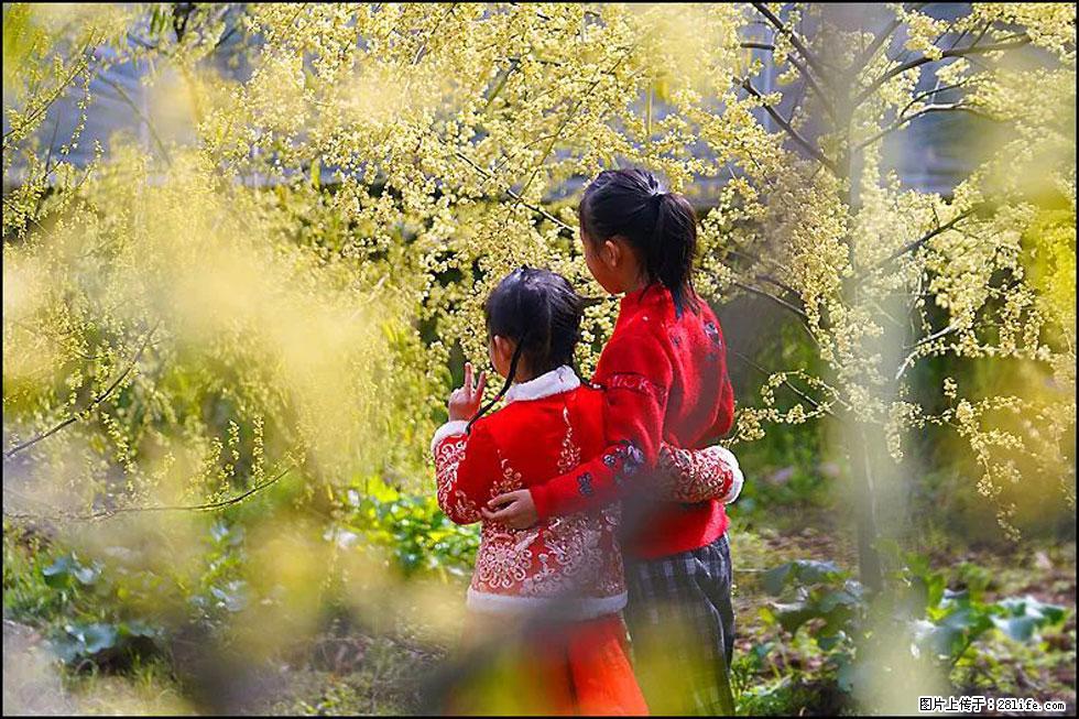 【春天,广西桂林灌阳县向您发出邀请!】米珠山前有片山苍子花在飘香 - 游山玩水 - 庆阳生活社区 - 庆阳28生活网 qingyang.28life.com