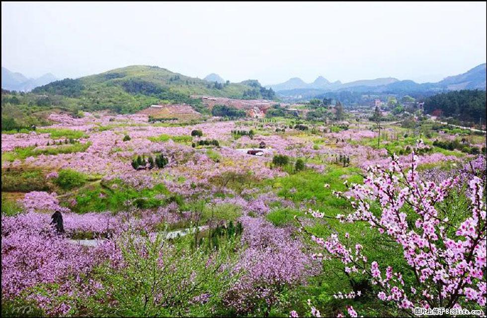 【春天,广西桂林灌阳县向您发出邀请!】官庄村有个醉美的桃花园 - 游山玩水 - 庆阳生活社区 - 庆阳28生活网 qingyang.28life.com