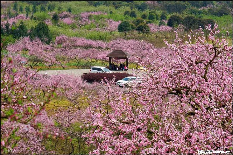 【春天,广西桂林灌阳县向您发出邀请!】官庄村有个醉美的桃花园 - 游山玩水 - 庆阳生活社区 - 庆阳28生活网 qingyang.28life.com
