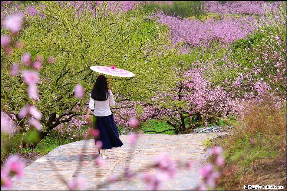 【春天,广西桂林灌阳县向您发出邀请!】官庄村有个醉美的桃花园 - 游山玩水 - 庆阳生活社区 - 庆阳28生活网 qingyang.28life.com