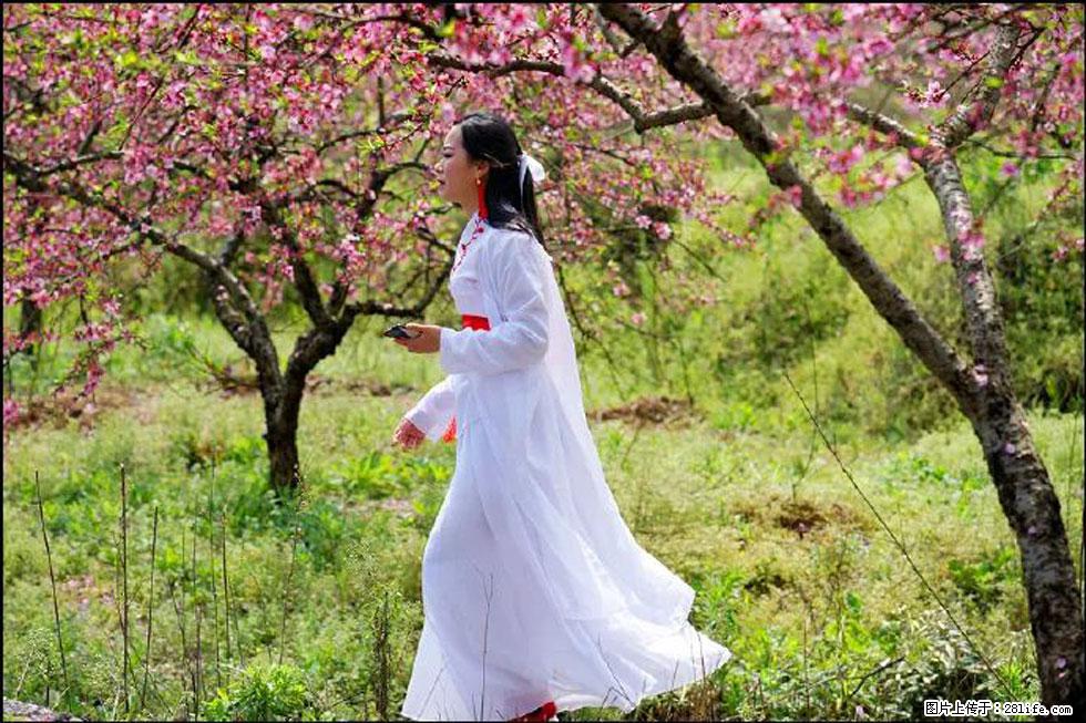 【春天,广西桂林灌阳县向您发出邀请!】官庄村有个醉美的桃花园 - 游山玩水 - 庆阳生活社区 - 庆阳28生活网 qingyang.28life.com