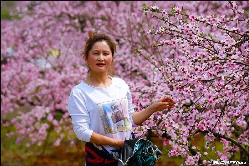 【春天,广西桂林灌阳县向您发出邀请!】官庄村有个醉美的桃花园 - 游山玩水 - 庆阳生活社区 - 庆阳28生活网 qingyang.28life.com