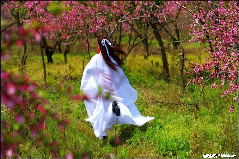 【春天,广西桂林灌阳县向您发出邀请!】官庄村有个醉美的桃花园 - 游山玩水 - 庆阳生活社区 - 庆阳28生活网 qingyang.28life.com