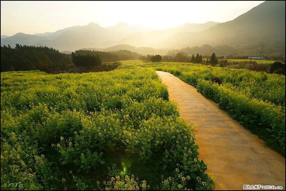 【春天,广西桂林灌阳县向您发出邀请!】长坪村油菜盛情花开 - 游山玩水 - 庆阳生活社区 - 庆阳28生活网 qingyang.28life.com