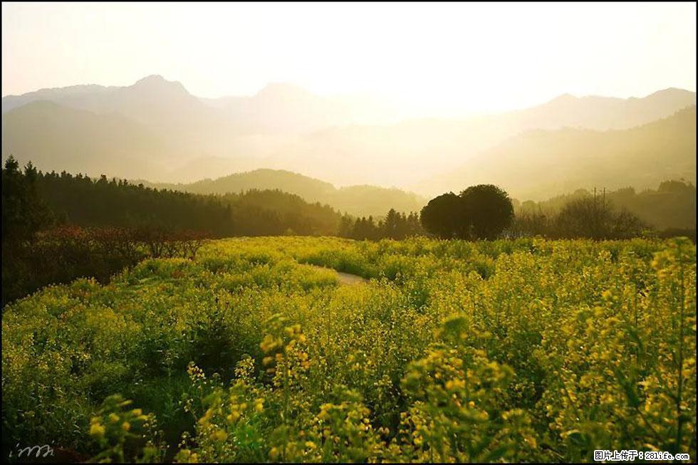 【春天,广西桂林灌阳县向您发出邀请!】长坪村油菜盛情花开 - 游山玩水 - 庆阳生活社区 - 庆阳28生活网 qingyang.28life.com