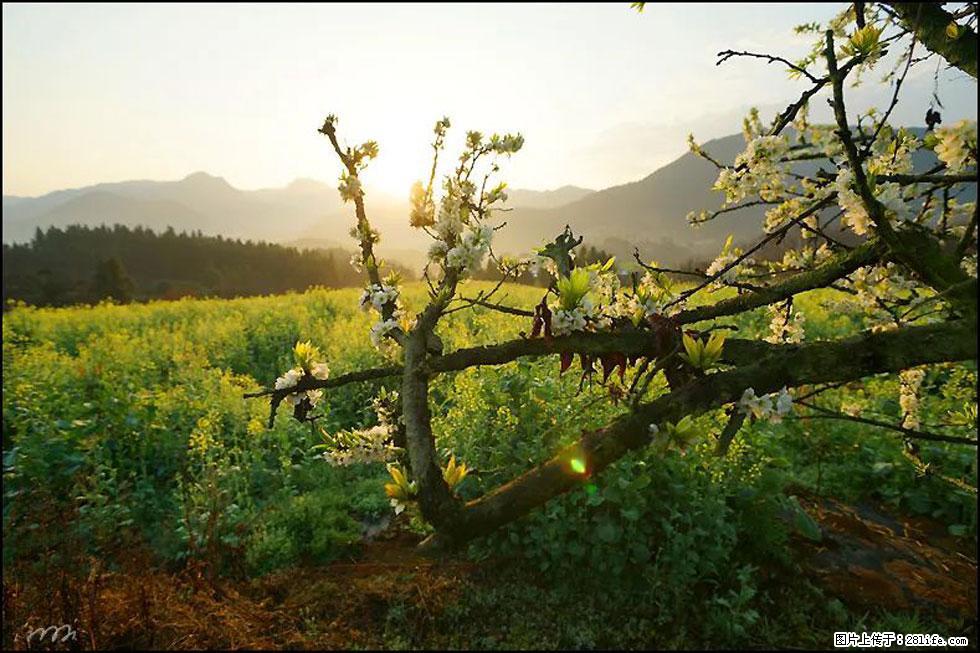 【春天,广西桂林灌阳县向您发出邀请!】长坪村油菜盛情花开 - 游山玩水 - 庆阳生活社区 - 庆阳28生活网 qingyang.28life.com