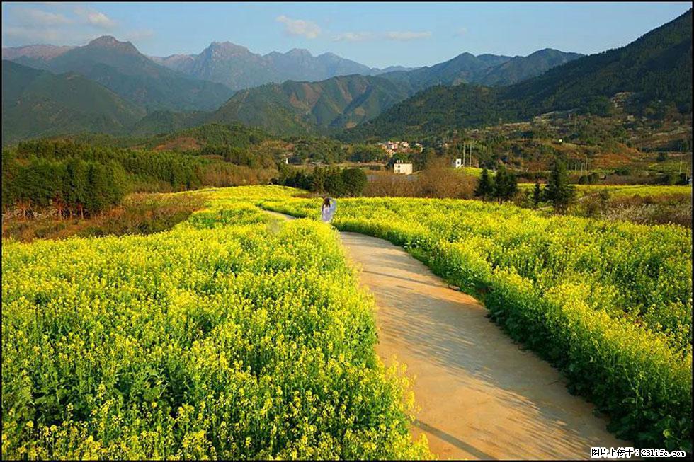 【春天,广西桂林灌阳县向您发出邀请!】长坪村油菜盛情花开 - 游山玩水 - 庆阳生活社区 - 庆阳28生活网 qingyang.28life.com