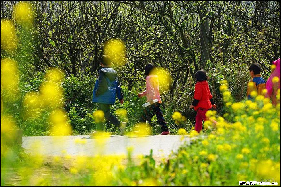 【春天,广西桂林灌阳县向您发出邀请!】长坪村油菜盛情花开 - 游山玩水 - 庆阳生活社区 - 庆阳28生活网 qingyang.28life.com