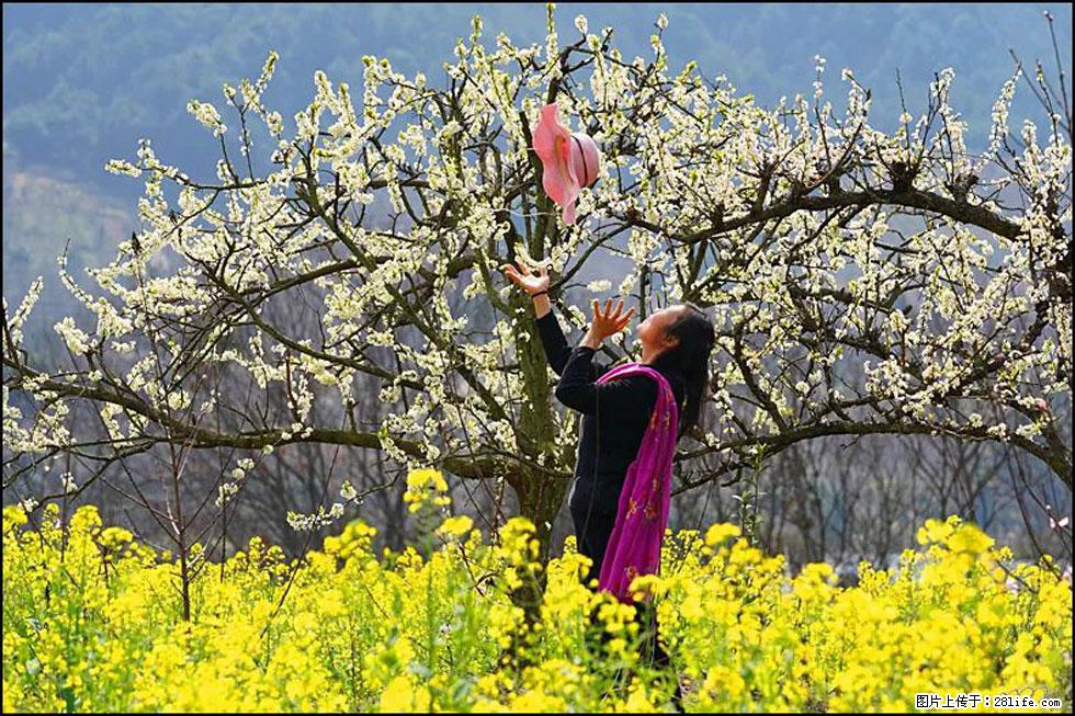 【春天,广西桂林灌阳县向您发出邀请!】长坪村油菜盛情花开 - 游山玩水 - 庆阳生活社区 - 庆阳28生活网 qingyang.28life.com