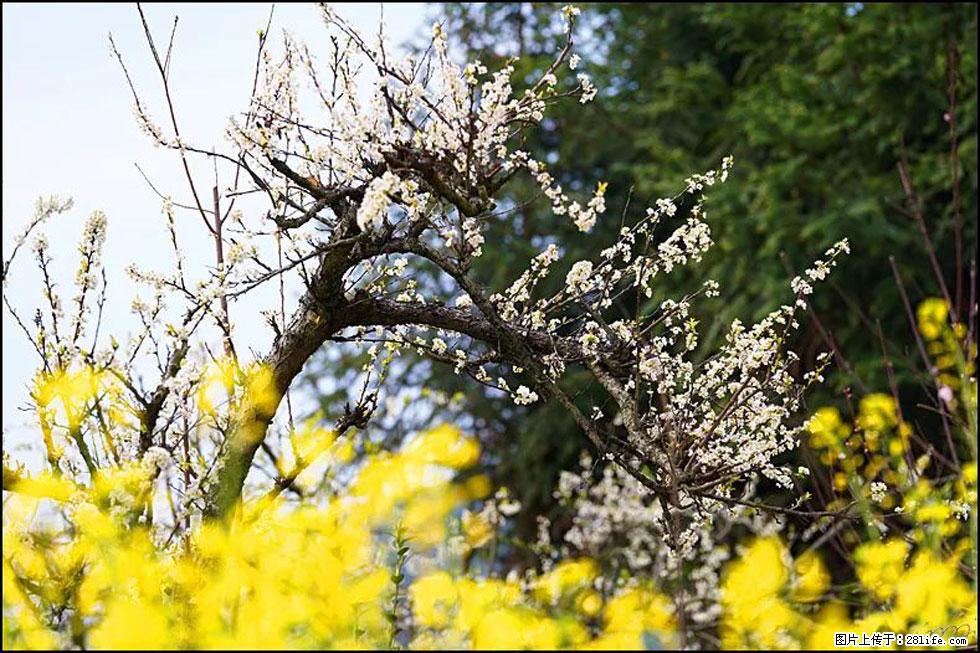 【春天,广西桂林灌阳县向您发出邀请!】长坪村油菜盛情花开 - 游山玩水 - 庆阳生活社区 - 庆阳28生活网 qingyang.28life.com