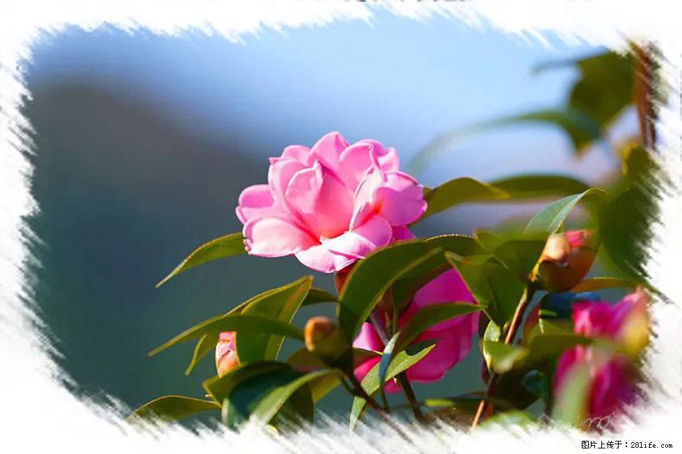 【春天,广西桂林灌阳县向您发出邀请!】杨柳井茶花惹人爱 - 游山玩水 - 庆阳生活社区 - 庆阳28生活网 qingyang.28life.com