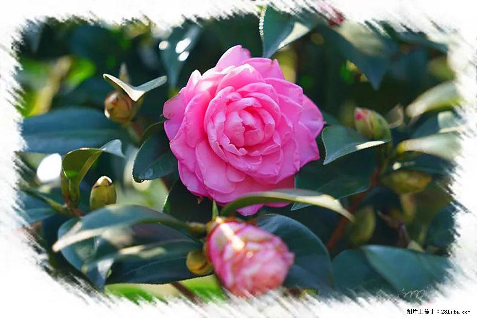 【春天,广西桂林灌阳县向您发出邀请!】杨柳井茶花惹人爱 - 游山玩水 - 庆阳生活社区 - 庆阳28生活网 qingyang.28life.com