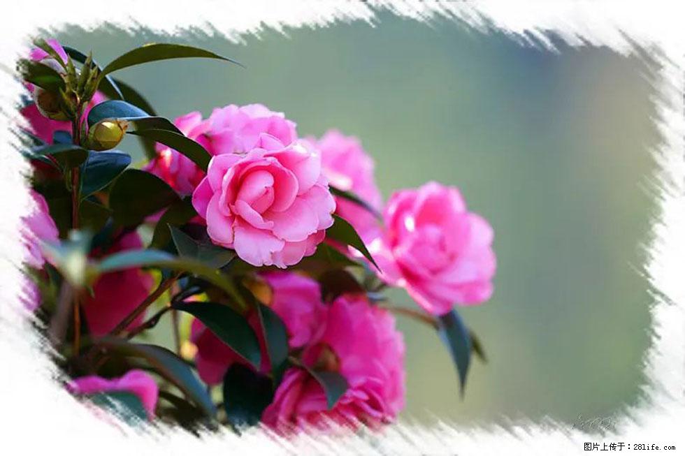 【春天,广西桂林灌阳县向您发出邀请!】杨柳井茶花惹人爱 - 游山玩水 - 庆阳生活社区 - 庆阳28生活网 qingyang.28life.com