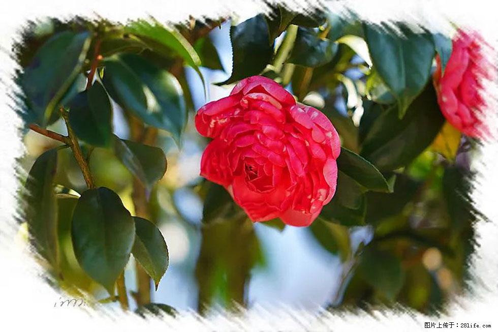 【春天,广西桂林灌阳县向您发出邀请!】杨柳井茶花惹人爱 - 游山玩水 - 庆阳生活社区 - 庆阳28生活网 qingyang.28life.com