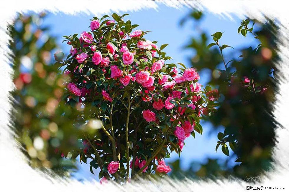 【春天,广西桂林灌阳县向您发出邀请!】杨柳井茶花惹人爱 - 游山玩水 - 庆阳生活社区 - 庆阳28生活网 qingyang.28life.com