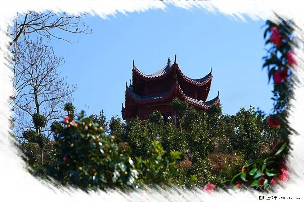 【春天,广西桂林灌阳县向您发出邀请!】杨柳井茶花惹人爱 - 游山玩水 - 庆阳生活社区 - 庆阳28生活网 qingyang.28life.com