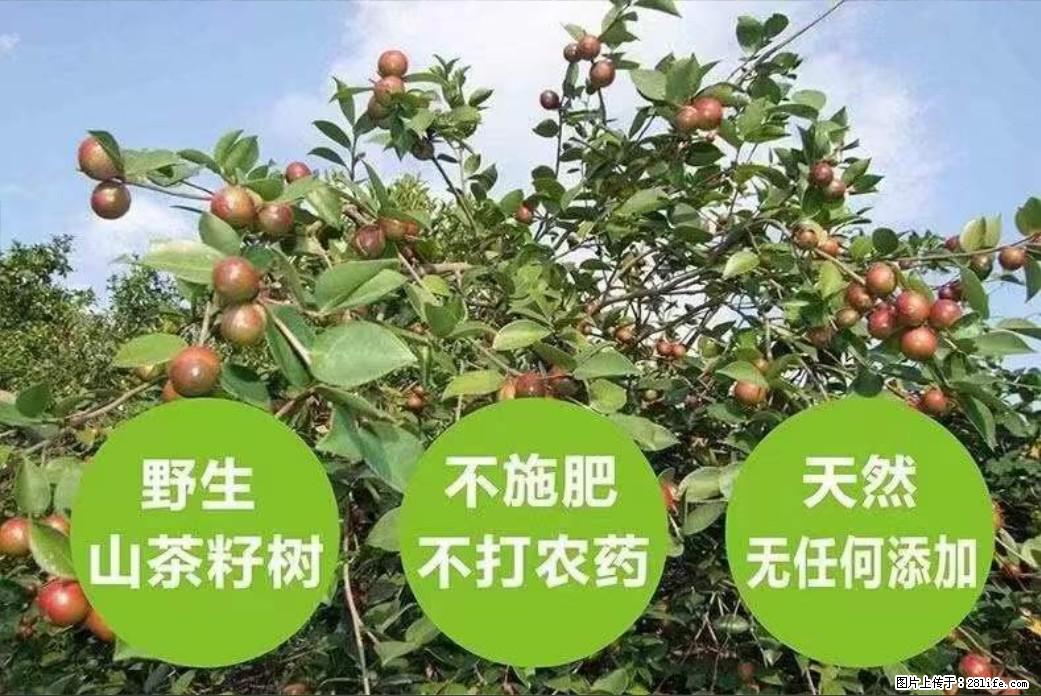 【灌阳县油茶产业示范区】一个有着充实的精神生活的人，对待身外之物自会有一种淡泊的态度 - 土特产 - 饮食特产 - 庆阳分类信息 - 庆阳28生活网 qingyang.28life.com