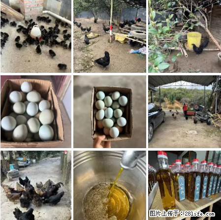 油茶园从小鸡仔开始养起的纯土鸡、土鸡蛋可以预定啦!还有前几天刚榨的纯山茶油哦 - 美食天地 - 庆阳生活社区 - 庆阳28生活网 qingyang.28life.com