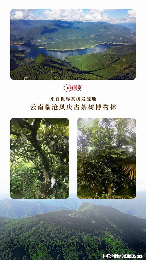 时间果百年古树2025年春红茶 - 购物交流 - 庆阳生活社区 - 庆阳28生活网 qingyang.28life.com