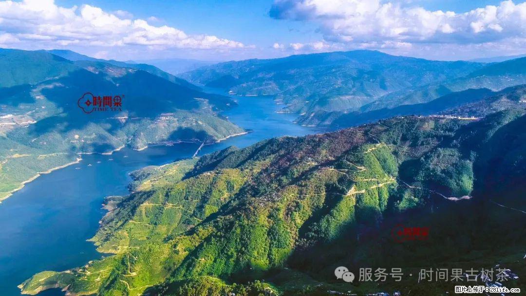 时间果百年古树龙珠普洱生茶 - 购物交流 - 庆阳生活社区 - 庆阳28生活网 qingyang.28life.com