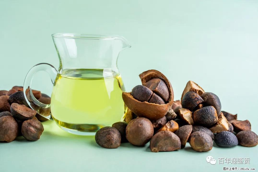 世界没有真相，只有认知，最好的食用油是中国的山茶油！ - 庆阳生活资讯 - 庆阳28生活网 qingyang.28life.com