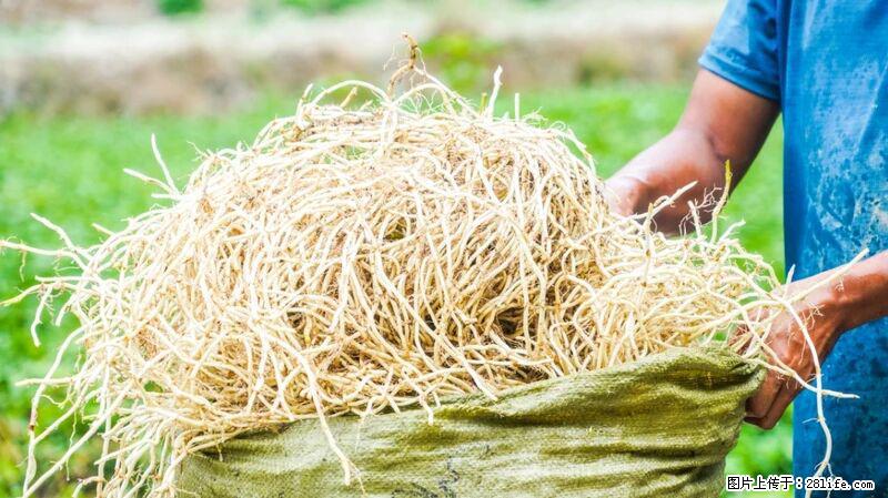 堪称“最难吃”的蔬菜,却是 “抗辐射神器”,还能护肺、清热、止咳化痰! - 庆阳生活资讯 - 庆阳28生活网 qingyang.28life.com