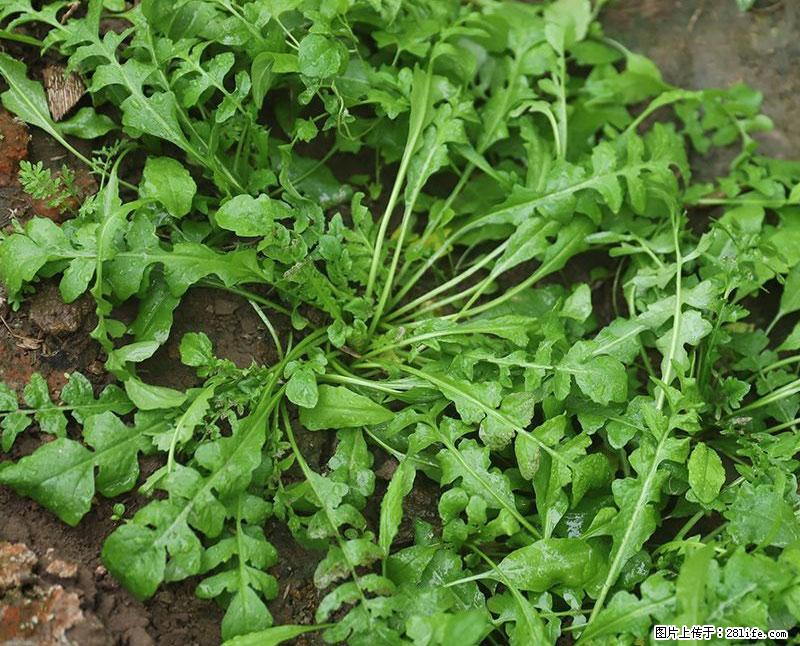 这些蔬菜是“天然钙片”，这6种被医生重点推荐 - 庆阳生活资讯 - 庆阳28生活网 qingyang.28life.com