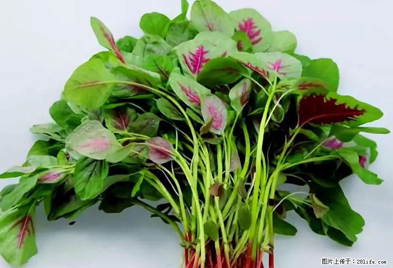 这些蔬菜是“天然钙片”，这6种被医生重点推荐 - 庆阳生活资讯 - 庆阳28生活网 qingyang.28life.com