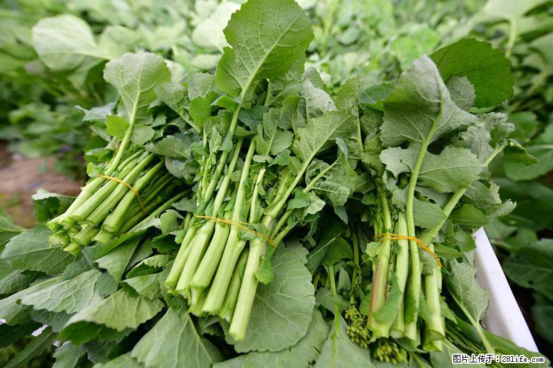 这些蔬菜是“天然钙片”，这6种被医生重点推荐 - 庆阳生活资讯 - 庆阳28生活网 qingyang.28life.com